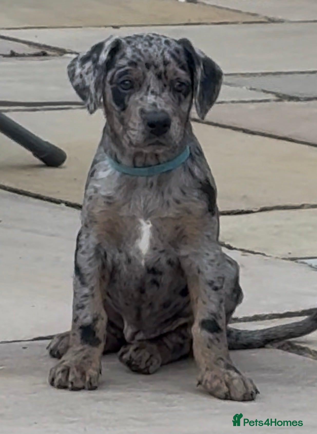 Mixed Breed dogs Blue merle Doberman puppies 2 boys 2 girls left  - Advert 1