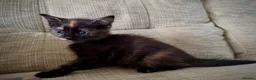 Mixed Breed cats for sale: 🐱 Beautiful Kittens Looking for Loving Homes  - Advert 8