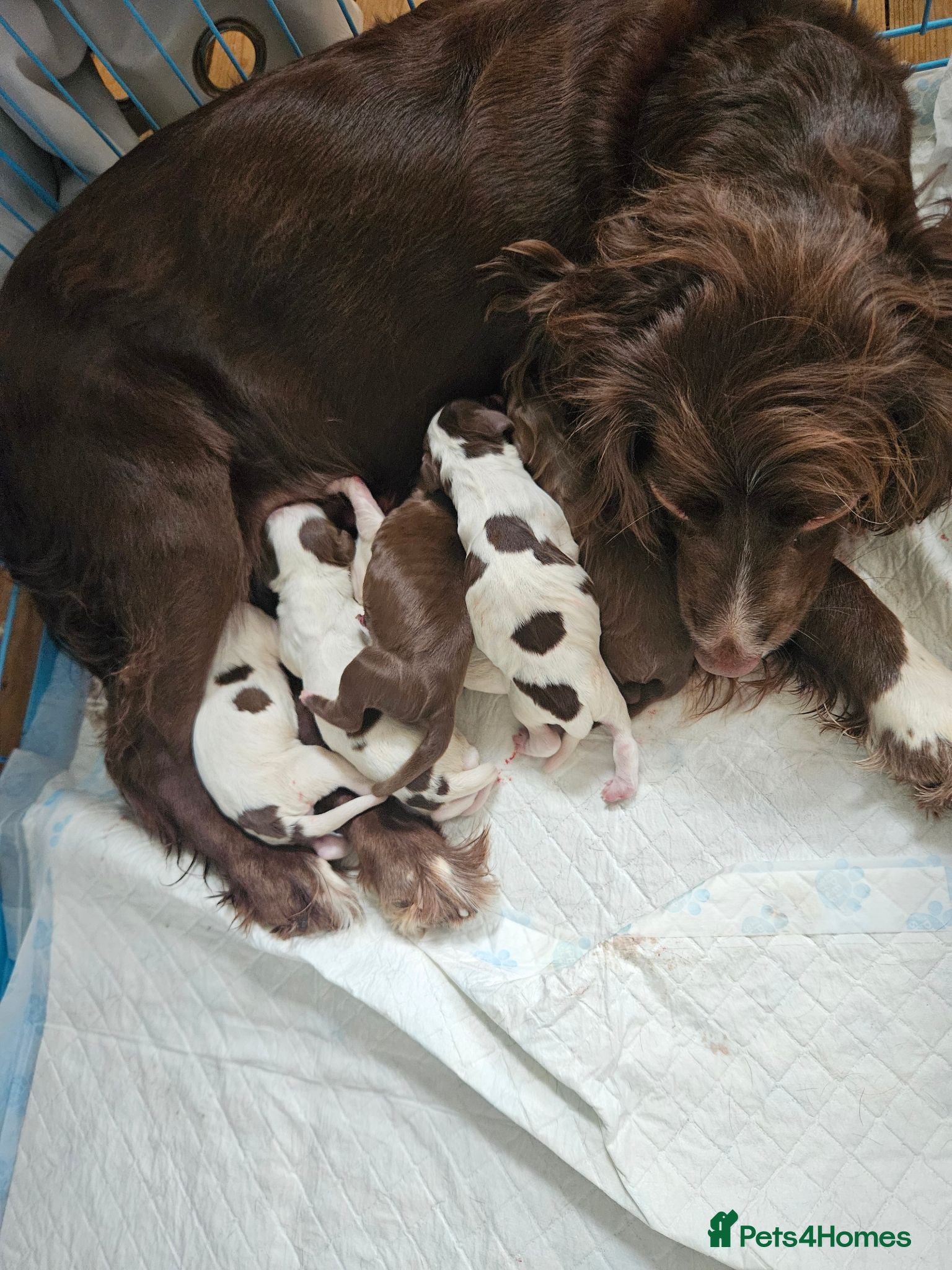 Sprocker dogs For sale  - Advert 1