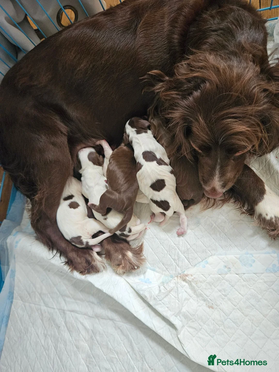 Sprocker dogs for sale: For sale  - Advert 1