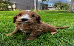 Cockapoo dogs for sale: 🌟Golden Cockapoos🌟 - Image 14
