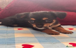 Chorkie dogs for sale: Chorkie pups - Image 6