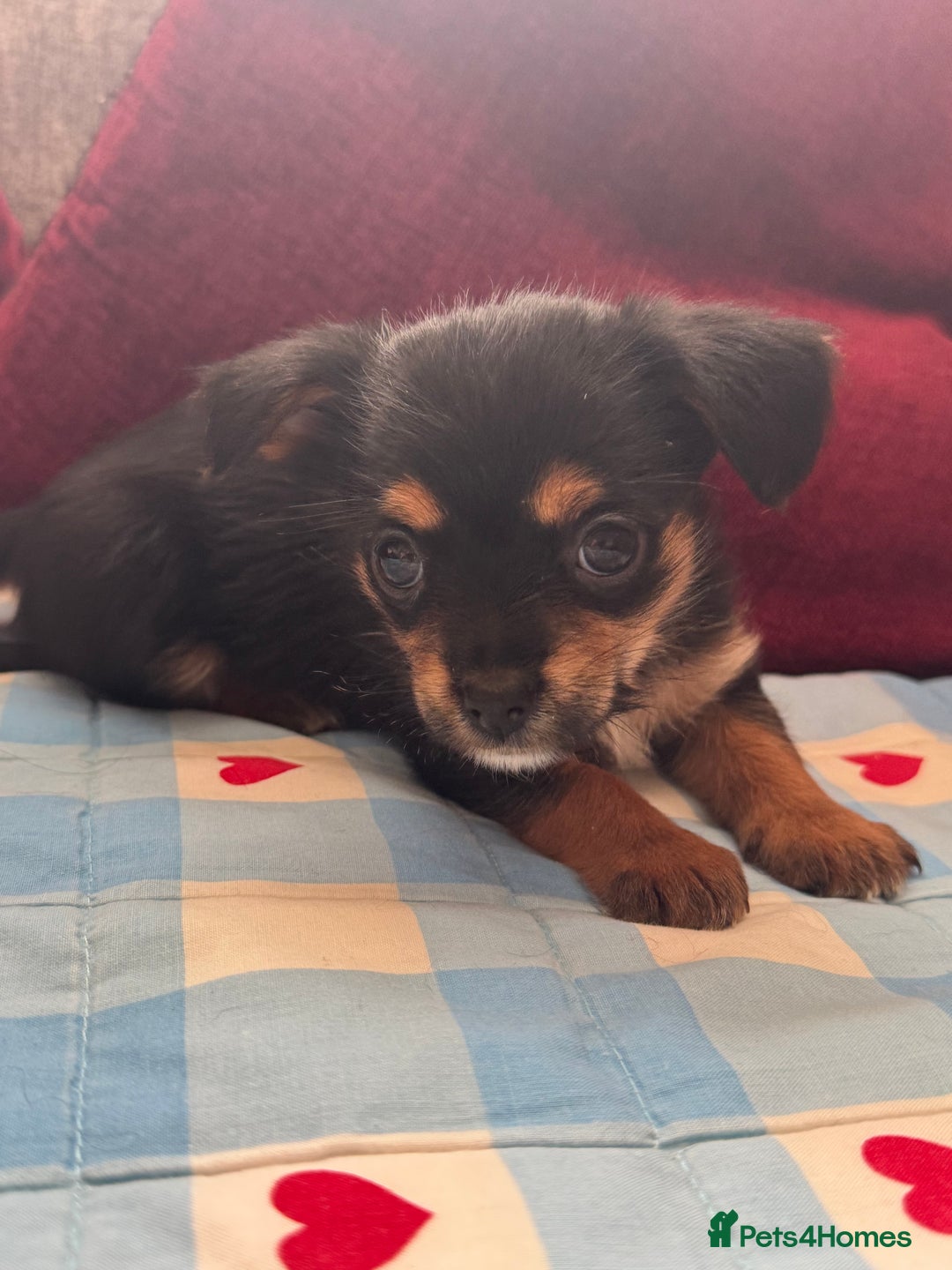 Chorkie dogs for sale: Chorkie pups - Image 6