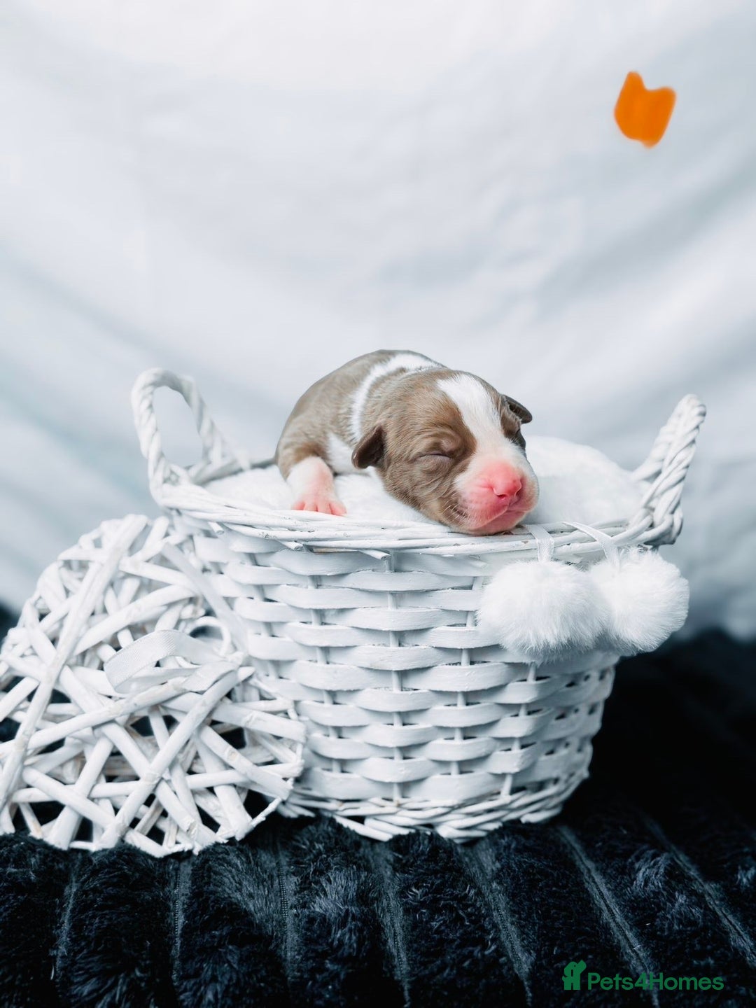 American Bully dogs for sale: Beautiful American Bully Pups  - Image 6