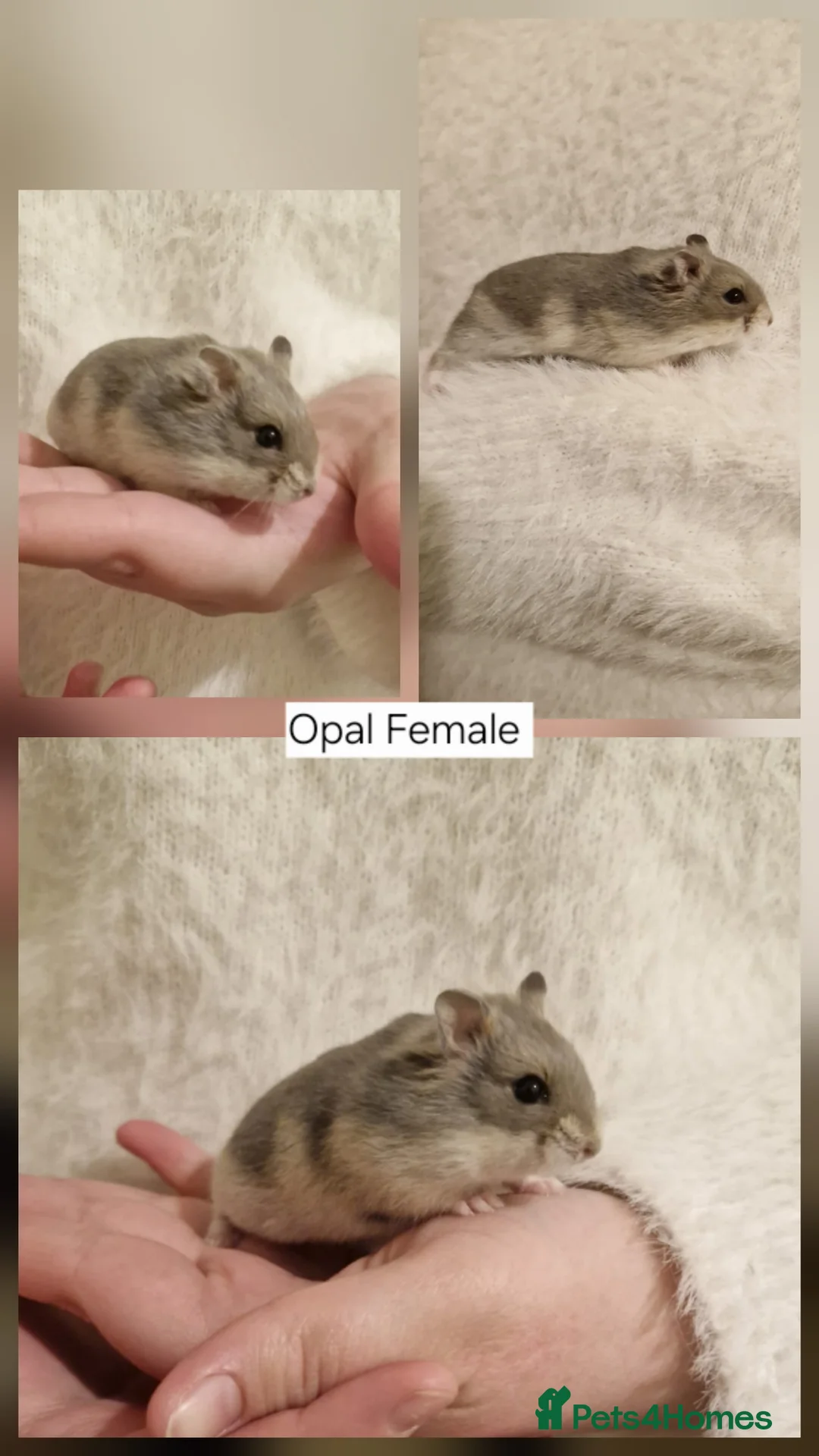 Hamster rodents for sale: 3 baby Pedigree campbell dwarf hamsters for sale🏡 - Advert 2