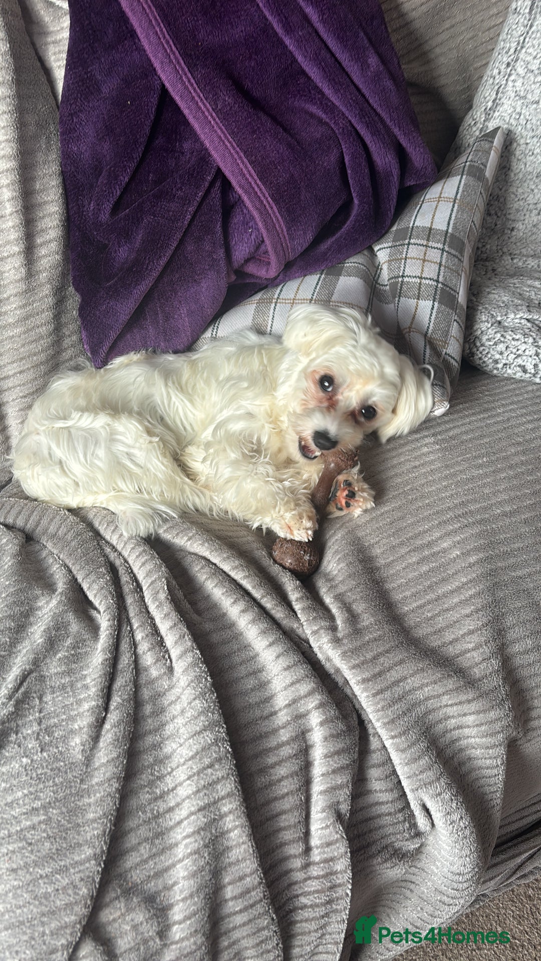 Maltese dogs for sale: Maltese girl  - Image 2
