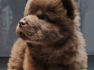 Chow Chow dogs Chow chow pedigree pups - Advert 3