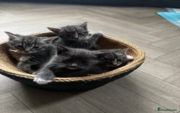 Mixed Breed cats for sale: Grey mixed short hair kittens  - Image 6
