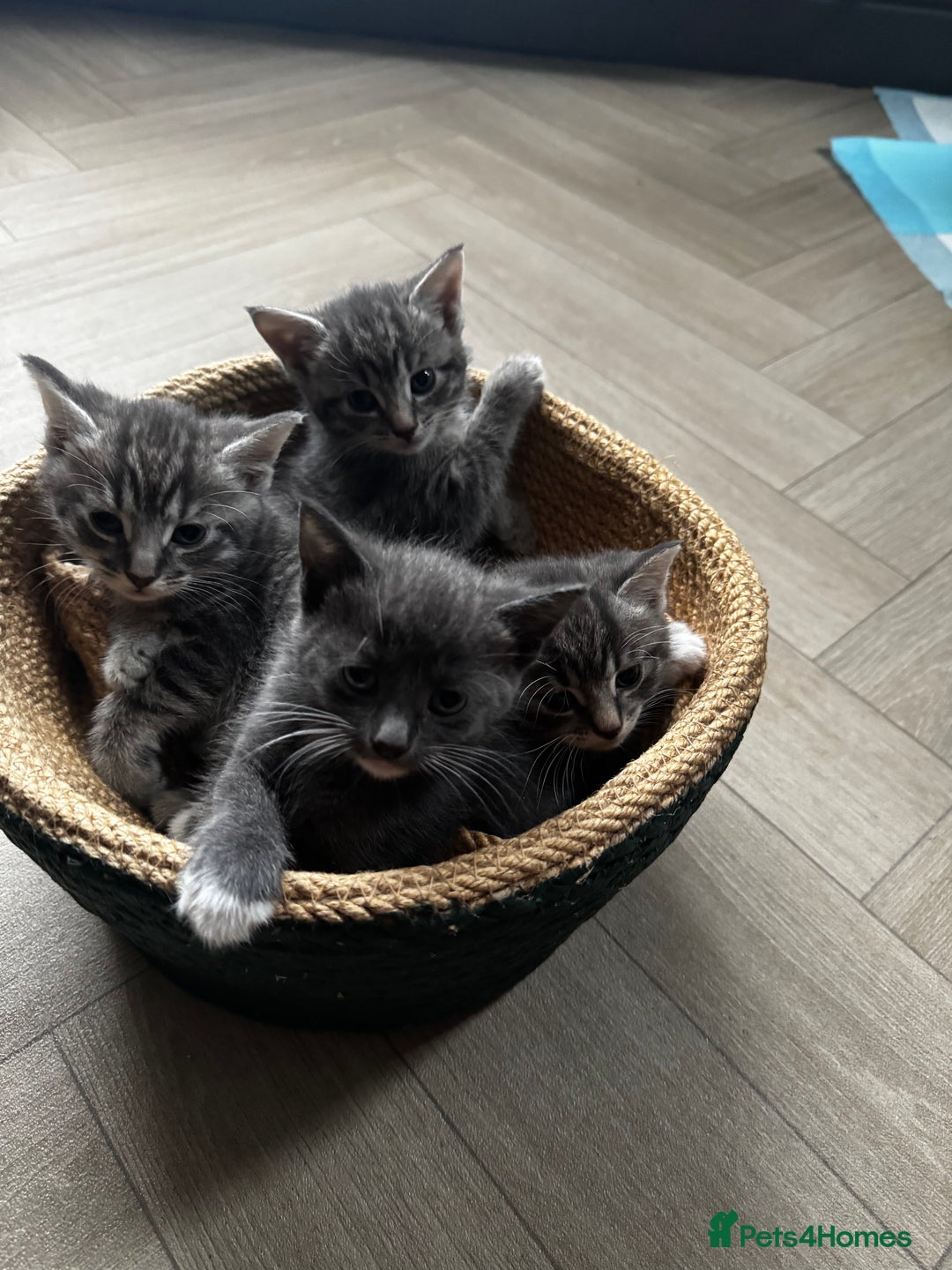 Mixed Breed cats for sale: Grey mixed short hair kittens  - Image 6
