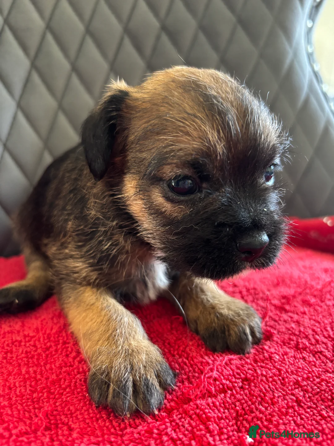 Border Terrier dogs for sale: Kc Border terrier pups  - Advert 4
