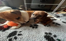 Mixed Breed dogs for sale: Gorgeous Plummer Terrier X Toy Poodle - Image 13