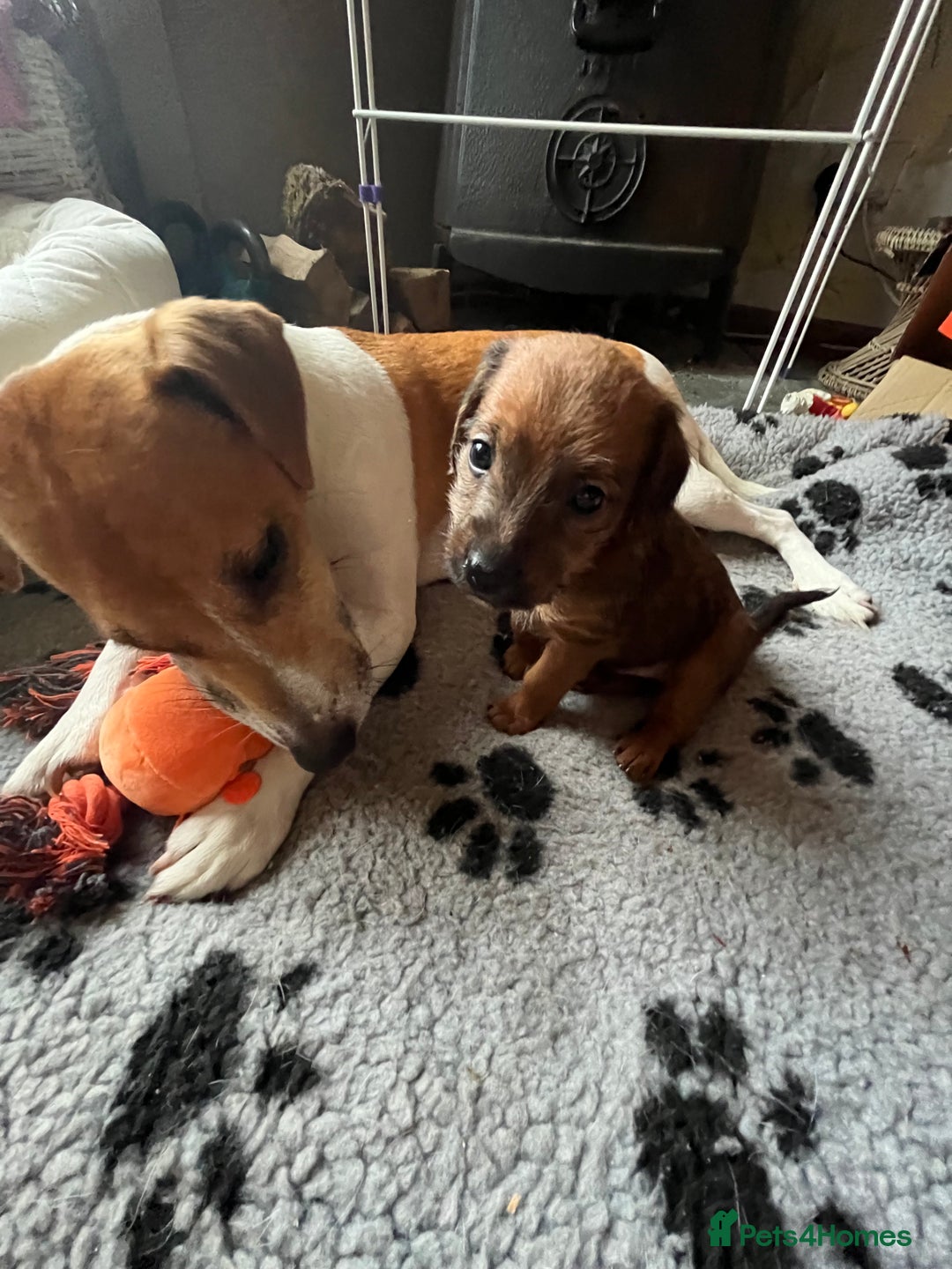 Mixed Breed dogs for sale: Gorgeous Plummer Terrier X Toy Poodle - Image 13