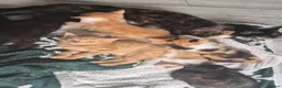 Mixed Breed cats for sale: 6 lovely kittens ready for forever homes  in Prescot - Advert 20