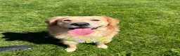 Golden Retriever dogs for sale: Kovu- 1.5 year old golden retriever - Male in Swindon - Advert 4