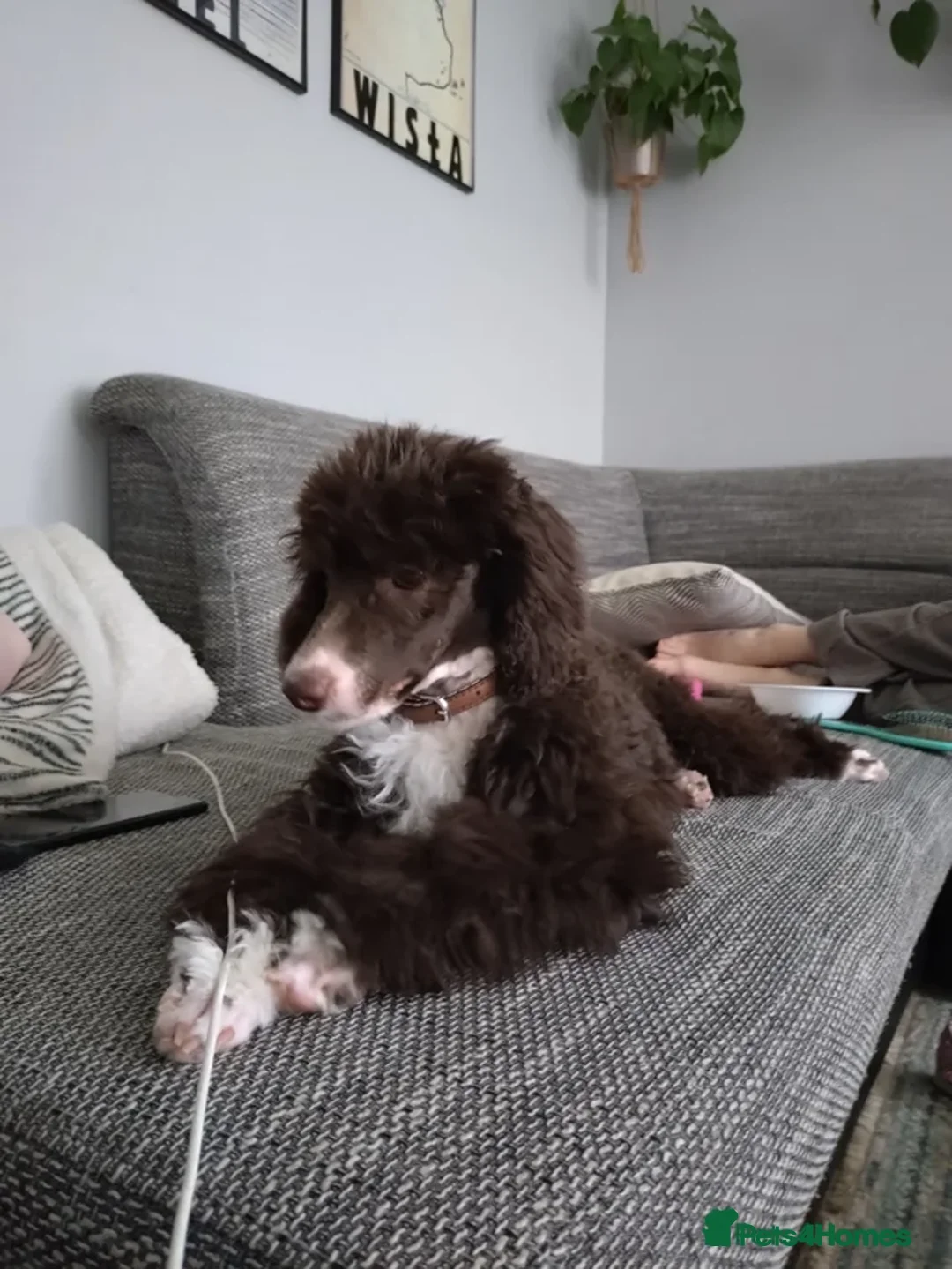 Poodle dogs for sale: Eddie looking forever home  - Advert 4