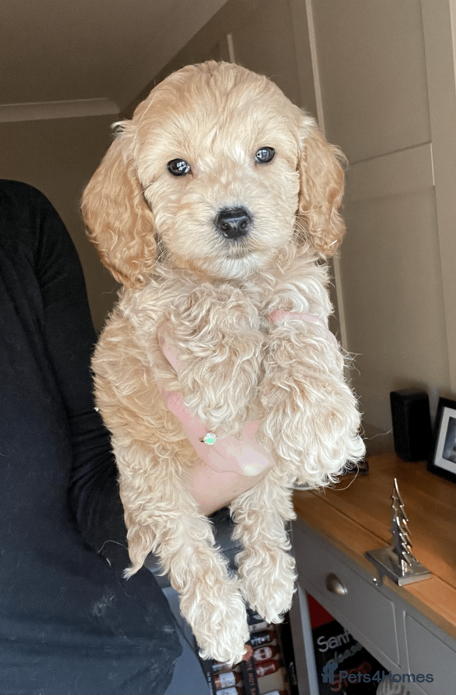 Cockapoo dogs F1b TOY COCKAPOO PUPS - DNA Health Tested!! - Advert 5