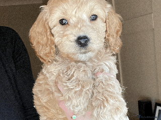 Cockapoo dogs F1b TOY COCKAPOO PUPS - DNA Health Tested!! - Advert 17