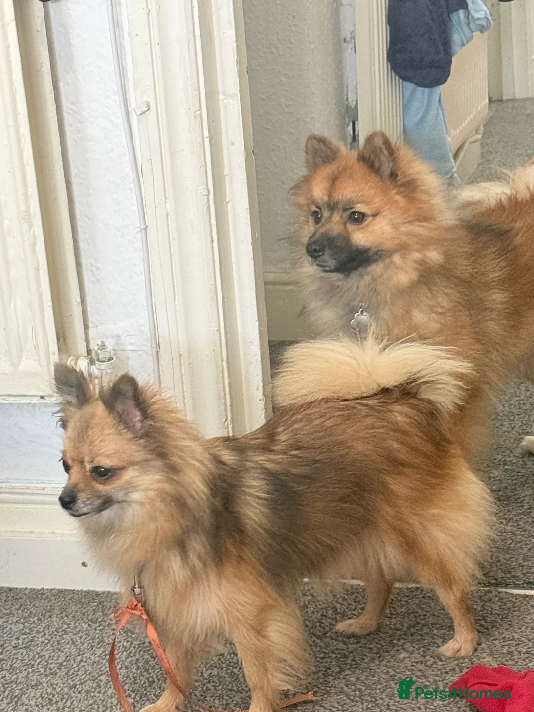Pomeranian dogs for sale: 4 beautiful Pomeranian pups for sale! - Advert 2