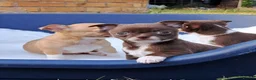 Chihuahua dogs for sale: Chihuahua Puppies  in Norwich - Advert 3