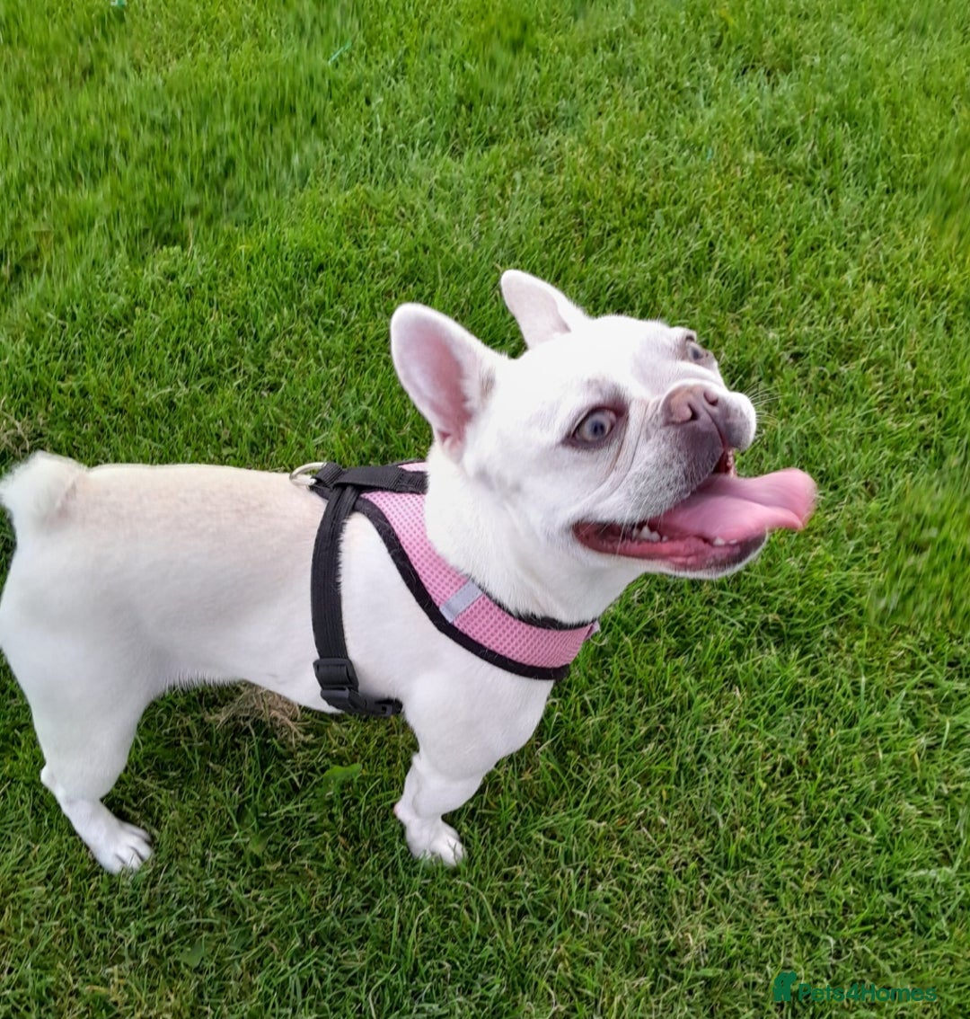 French Bulldog dogs for sale: Female French Bulldog for sale - Image 3