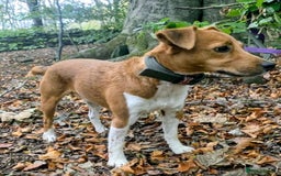 Plummer Terrier dogs for sale: Plummer Terrier - Image 2