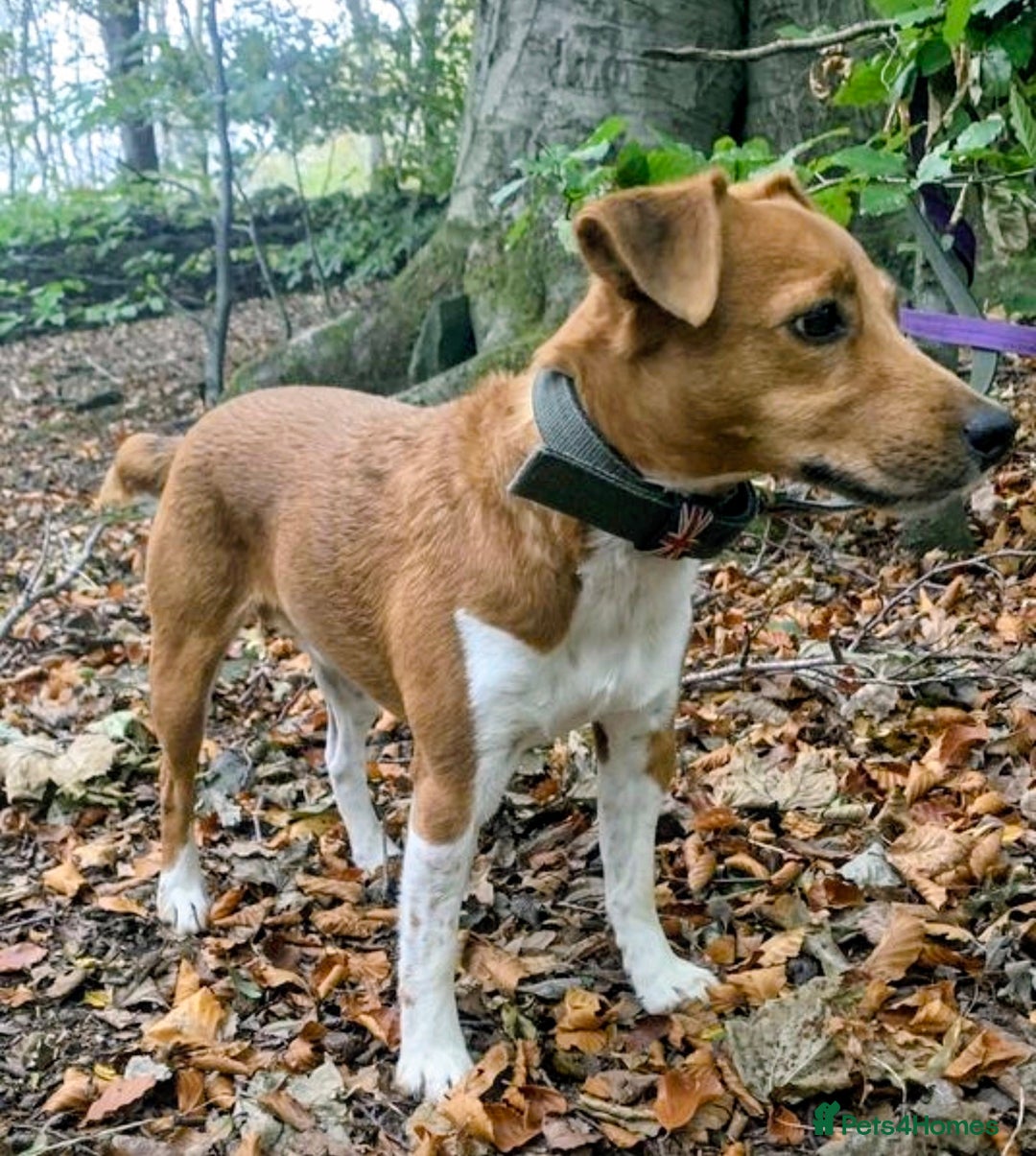 Plummer Terrier dogs for sale: Plummer Terrier - Image 2