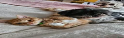 Mixed Breed cats for sale: Young adult Ginger male cat looking for new home - Advert 4