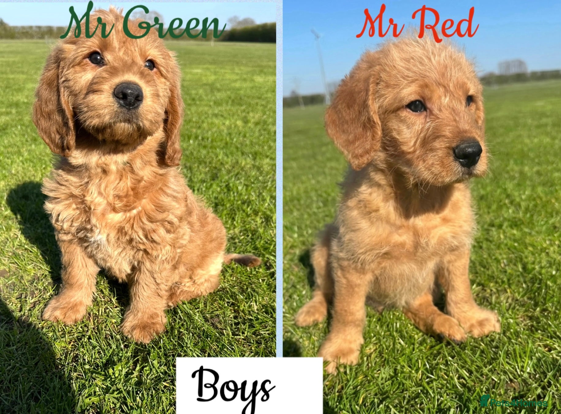 Labradoodle dogs ⭐️Fully Health Tested F1 Miniature Labradoodles⭐️  - Advert 18