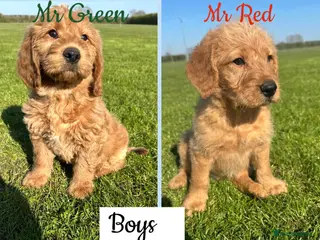 Labradoodle dogs ⭐️Fully Health Tested F1 Miniature Labradoodles⭐️ - Advert 18