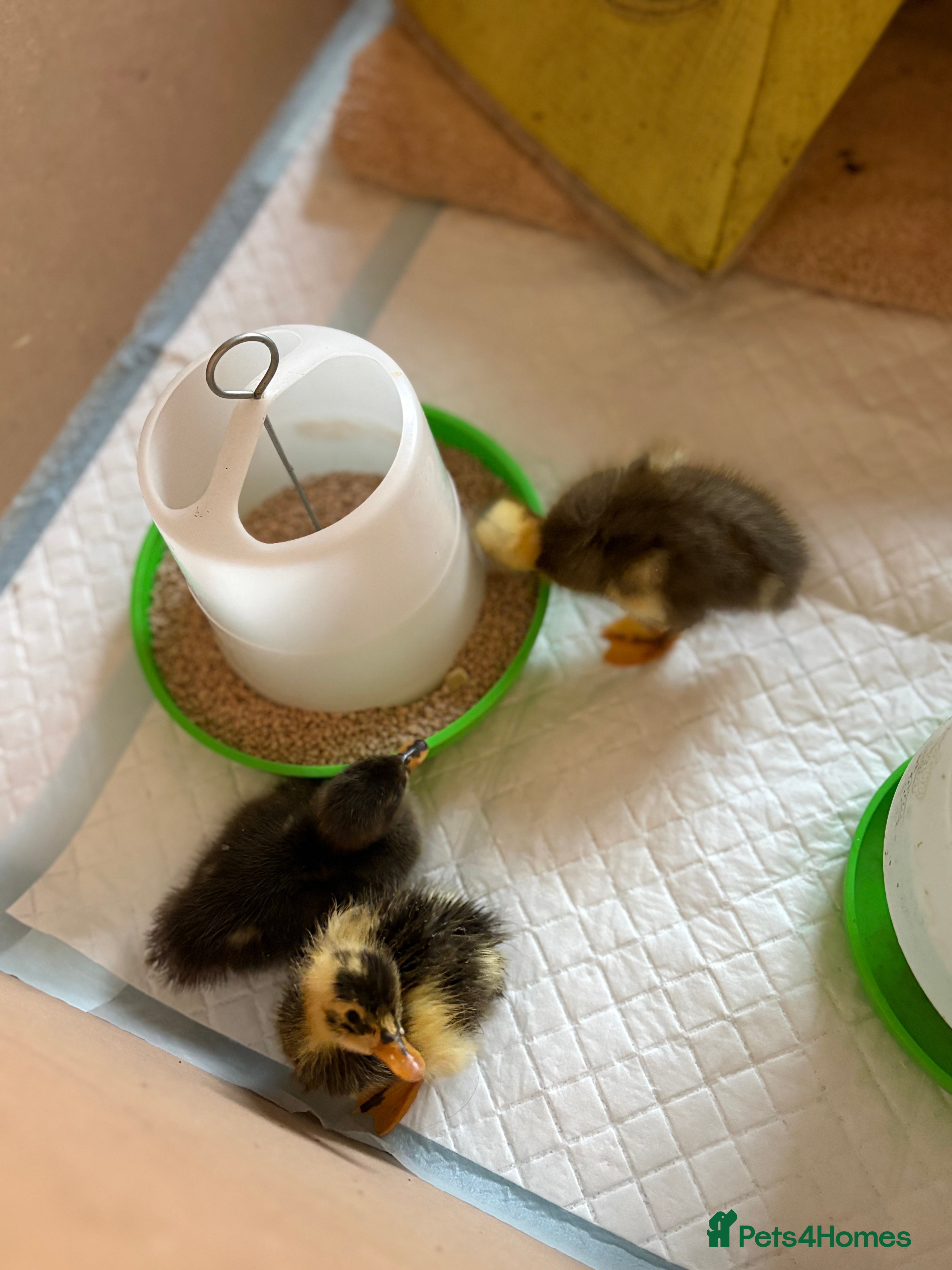 Ducks poultry Indian runner ducklings x6 - Advert 5