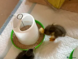 Ducks poultry Indian runner ducklings x6 - Advert 5