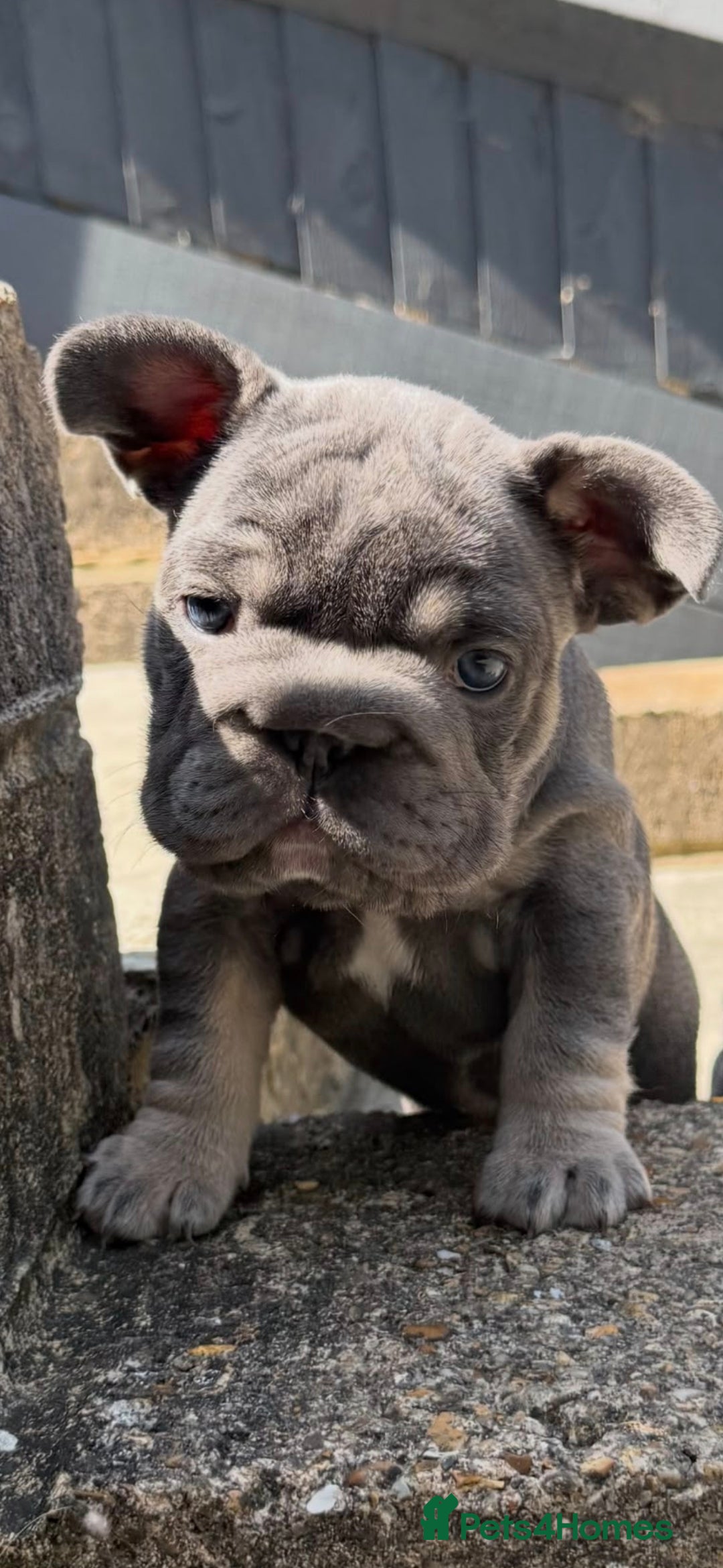 French Bulldog dogs  Beautiful French Bulldog Puppies from £1500 - Advert 2