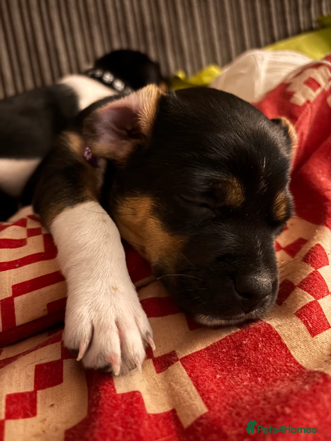 Mixed Breed dogs for sale: Jug puppies  in Dundee - Advert 3