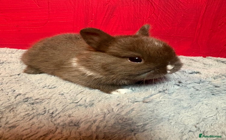 Netherland Dwarf rabbits - Advert 5