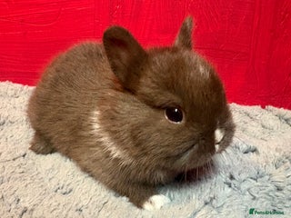 Netherland Dwarf rabbits - Advert 2