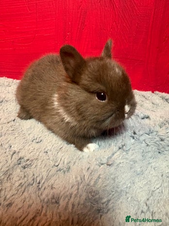 Netherland Dwarf rabbits - Advert 5