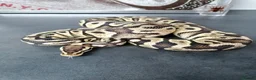 Python Snake reptiles for sale: Ball pythons adult females and hatchlings  - Advert 12