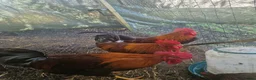 Chickens poultry for sale: 1 Cockerel to be taken asap  - Advert 1