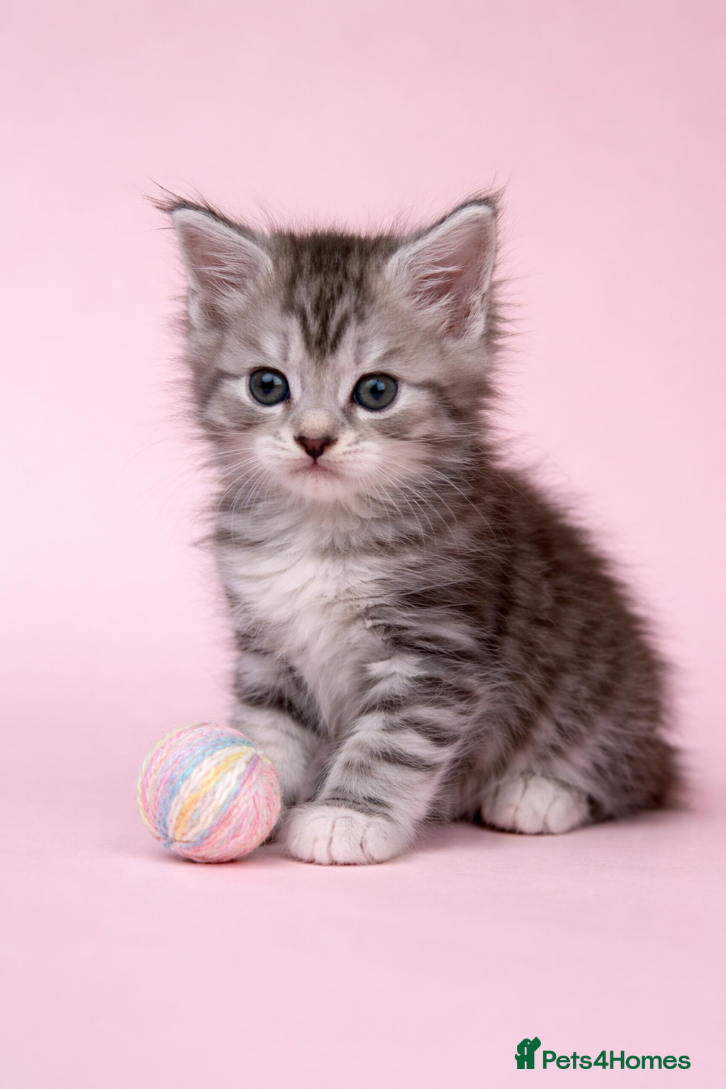 Maine Coon cats Stunning Litter Of Maine Coon Kittens  - Advert 5