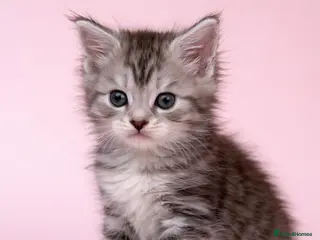 Maine Coon cats Stunning Litter Of Maine Coon Kittens - Advert 1