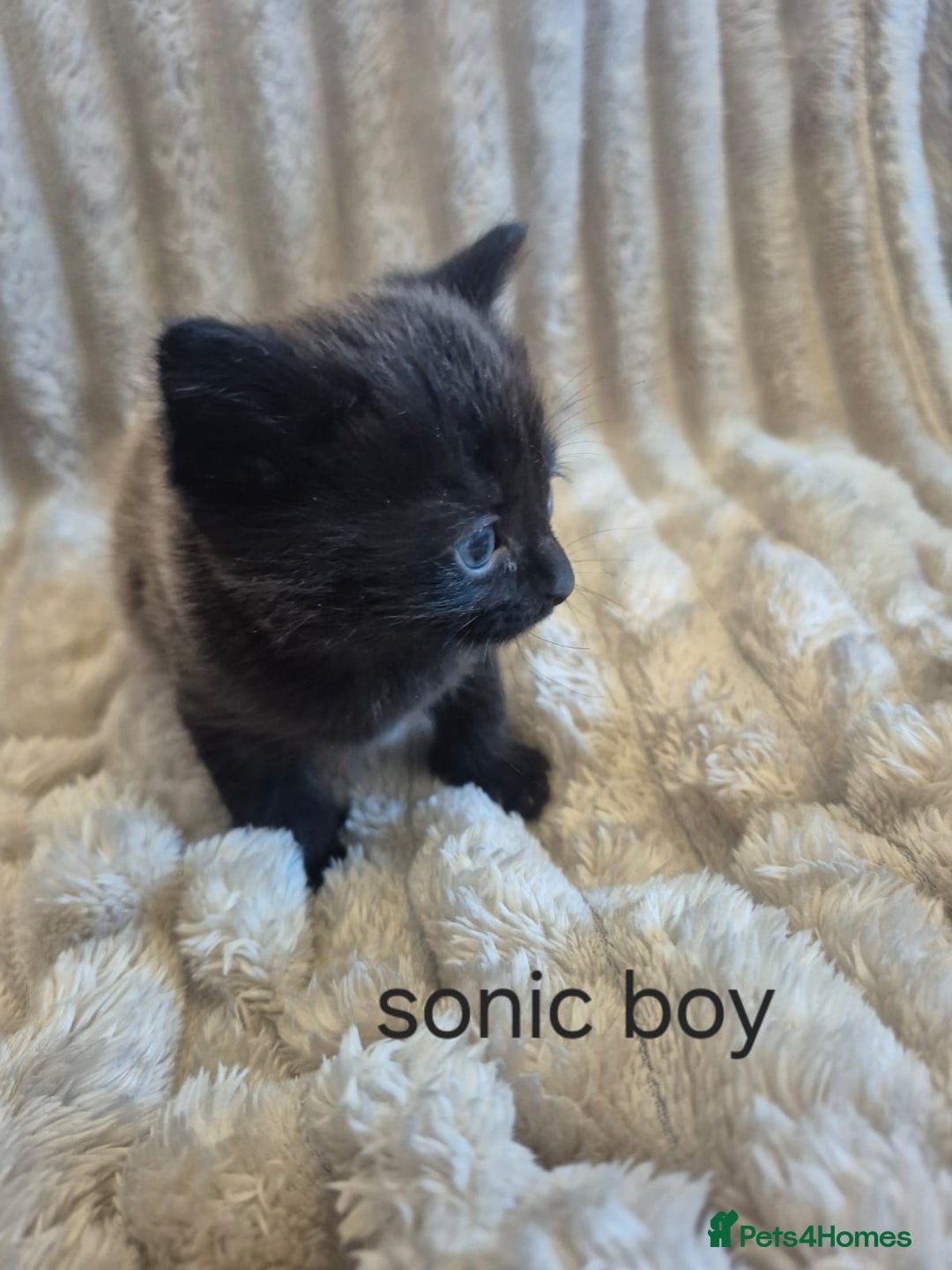 Mixed Breed cats for sale: Sonic for sale - Advert 7