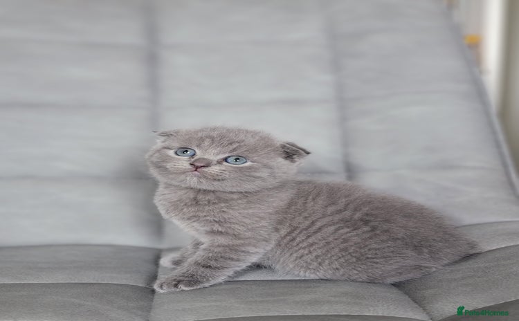 Mixed Breed cats - Advert 13
