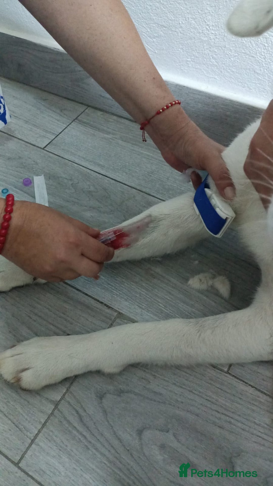 Mixed Breed dogs for adoption: 🌸 MEET BIANCA - a Gentle Girl for a Loving Family - Advert 14