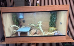 Bearded Dragon reptiles for sale: Juvenile Bearded Dragon PLUS full setup - Image 5