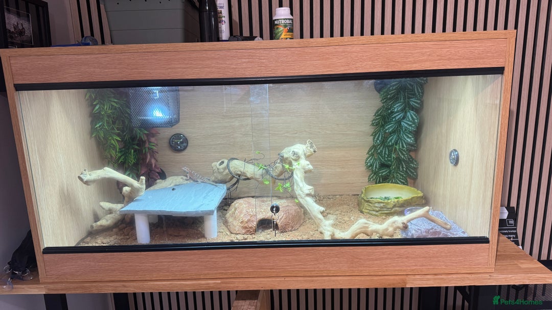 Bearded Dragon reptiles for sale: Juvenile Bearded Dragon PLUS full setup - Image 5