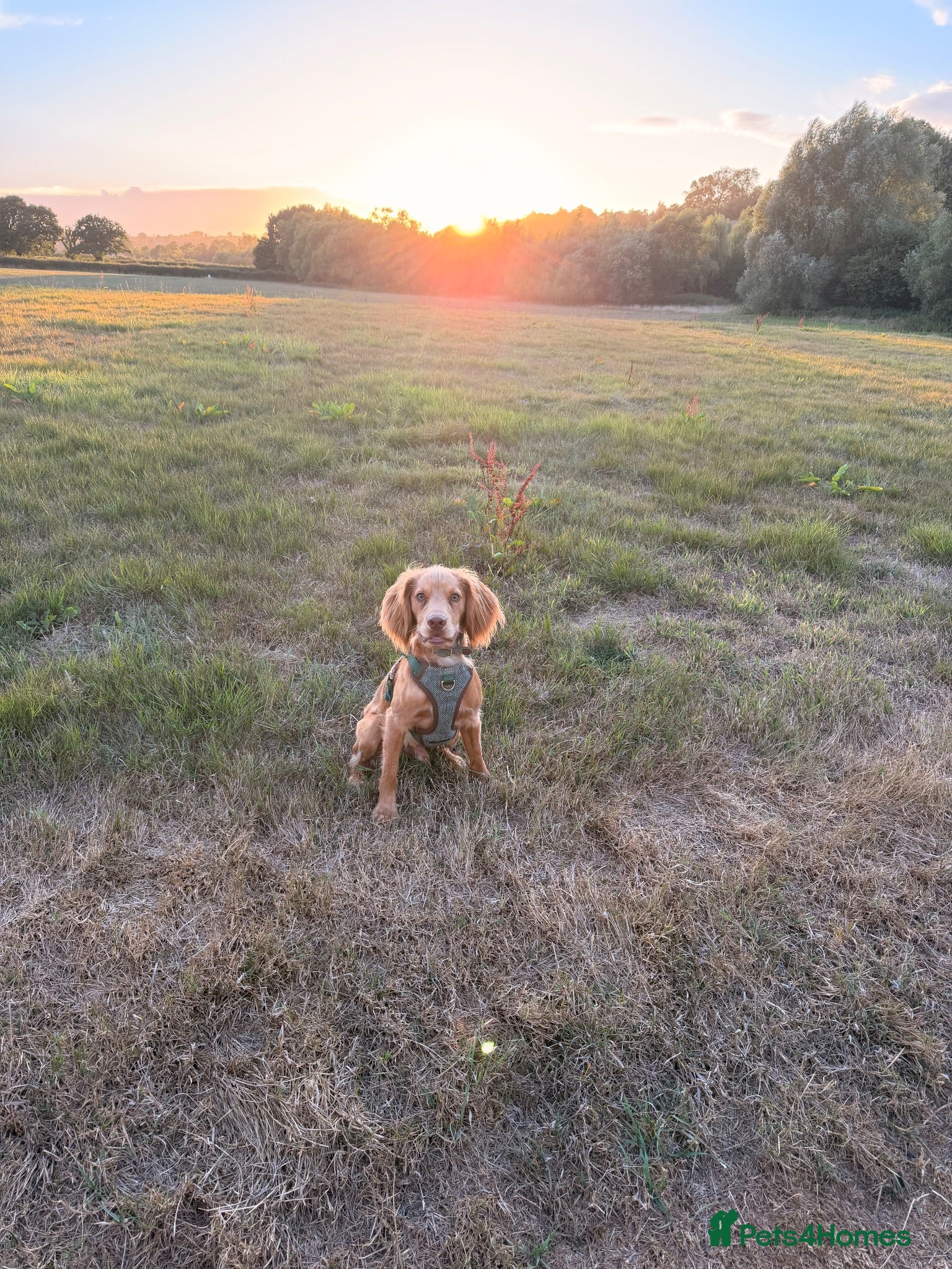 Cocker Spaniel dogs 🐾 Gorgeous Golden Cocker Spaniel 11 Months Old 🐾 - Advert 1
