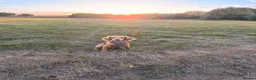Cocker Spaniel dogs for sale: 🐾 Gorgeous Golden Cocker Spaniel 11 Months Old 🐾 in Crewkerne - Advert 1