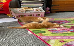 Mixed Breed cats for sale: Beautiful little kittens - Image 19