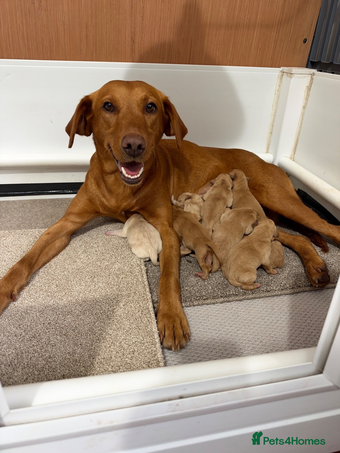 Labrador Retriever dogs for sale: Fox red Labradors  - Advert 9
