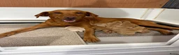 Labrador Retriever dogs for sale: Fox red Labradors  - Advert 1